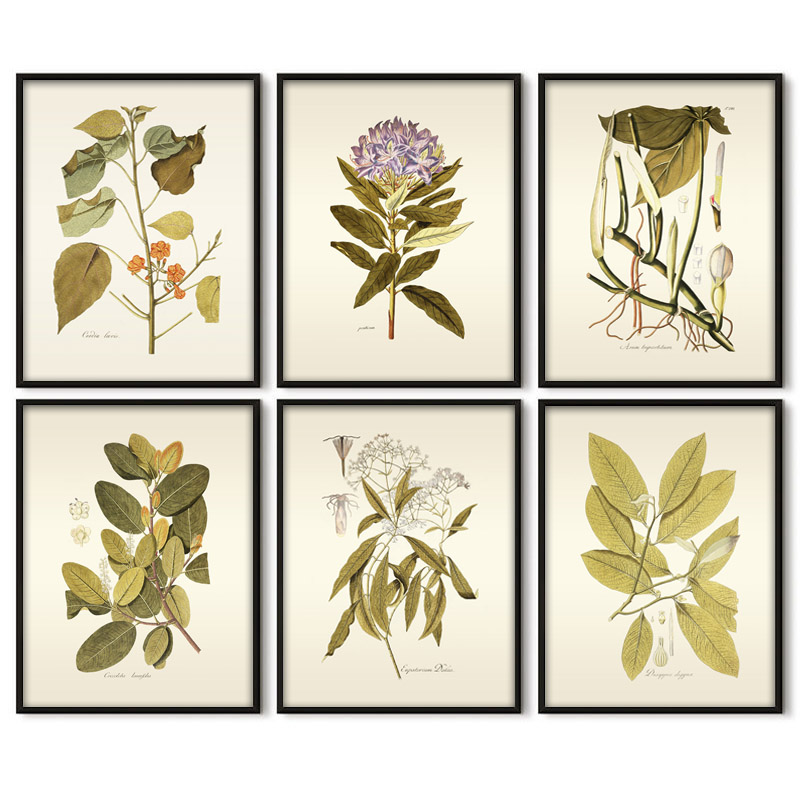 Office Furniture York - พืชสมุนไพร Wall Art ภาพวาด Vintage ดอกไม้ใบภาพผ้าใบสําหรับ