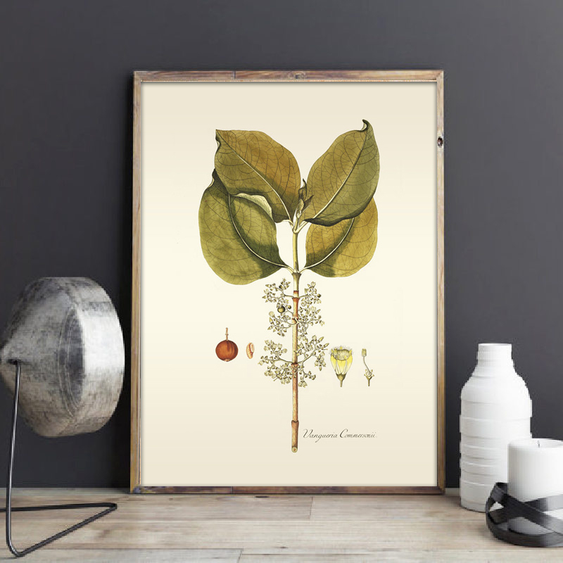 พืชสมุนไพร Wall Art ภาพวาด Vin - Office Furniture York บทวิจารณ์และราคา