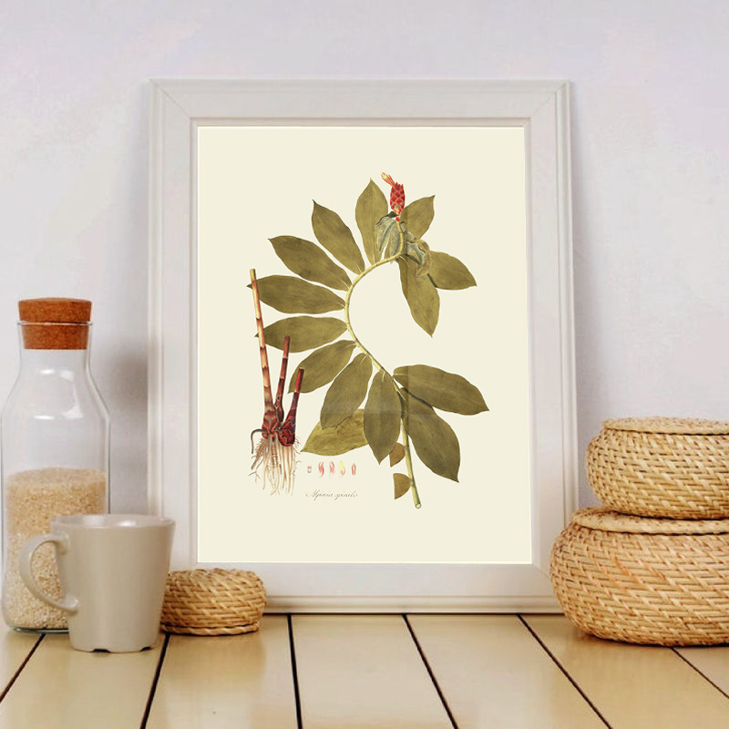 พืชสมุนไพร Wall Art ภาพวาด Vin - Office Furniture York บทวิจารณ์และราคา