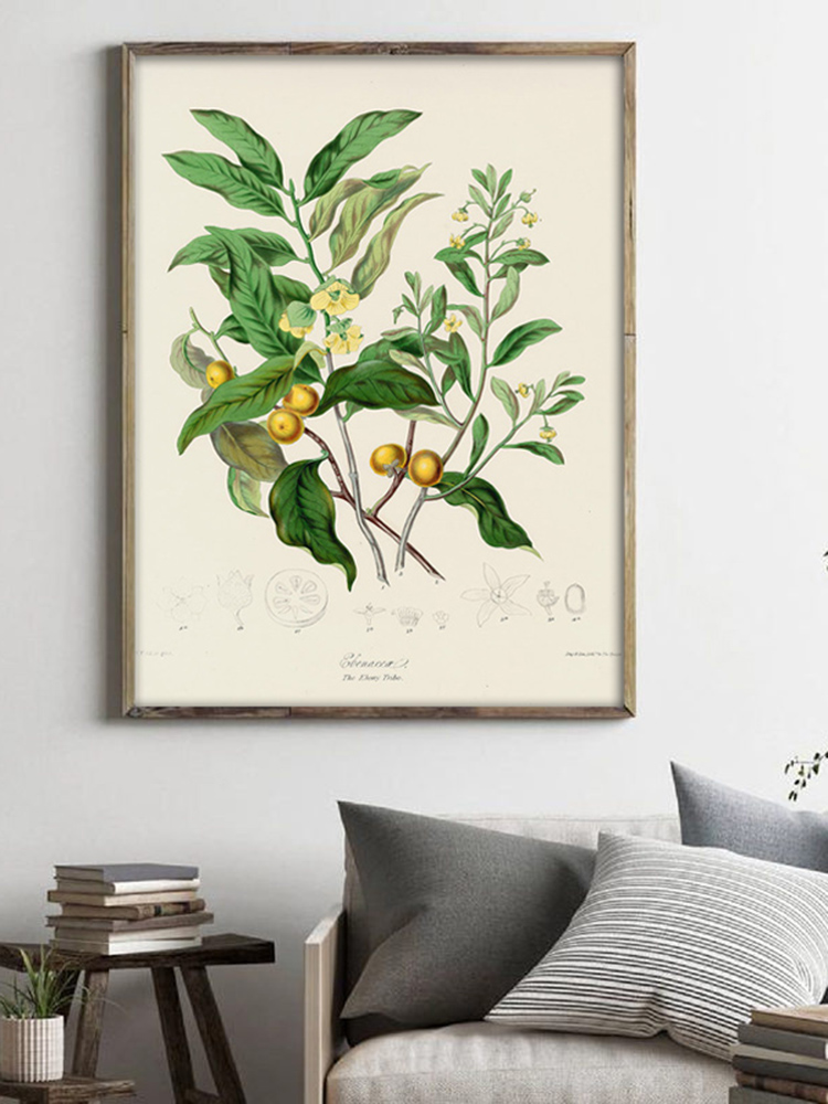 พืชสมุนไพร Wall Art ภาพวาด Vin - Office Furniture York บทวิจารณ์และราคา